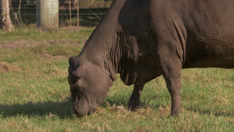 Hauskuh-Weidet-Auf-Grünem-Gras-Auf-Der-Wiese-In-Queensland,-Australien