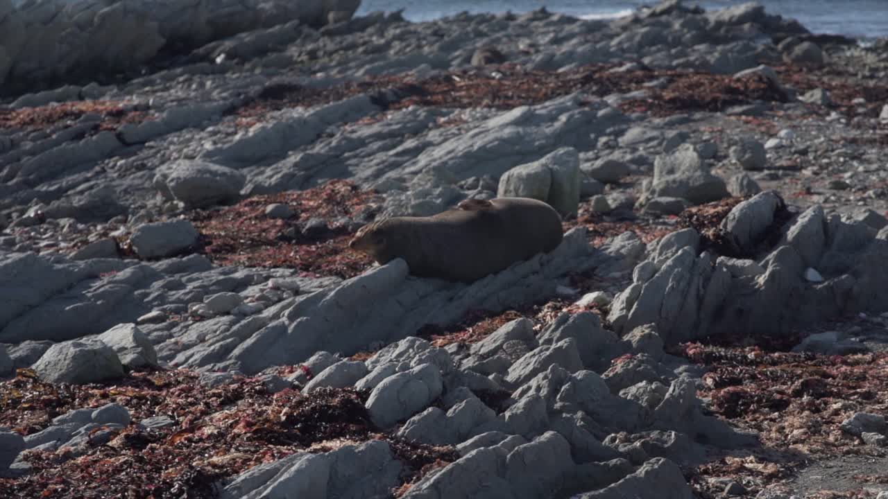 Seal resting on rocky coastline