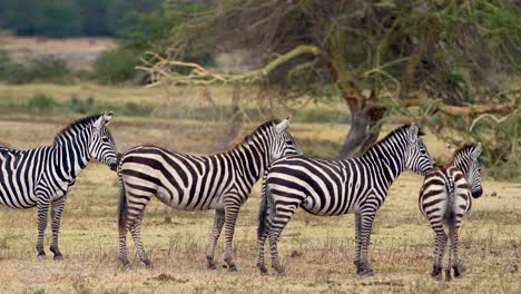 Four-African-Plains-Zebras-standing-on-the-grassy-plains-of-the-Ngorongoro-crater-preserve-in-Tanzania-Africa,-Medium-shot