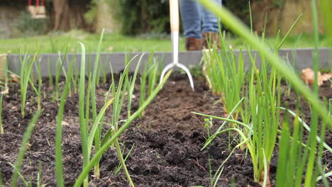 hoeing along rows of plants in a raised bed