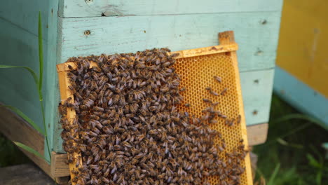 bees work on honeycombs. selective focus on wooden frame for honey. honeycomb stands near blue hive.