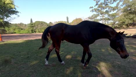 Horses-can-be-seen-roaming,-playing,-and-grazing-in-a-spacious-paddock-surrounded-by-lush-greenery-in-their-stables-at-yellow-wood-park-Durban