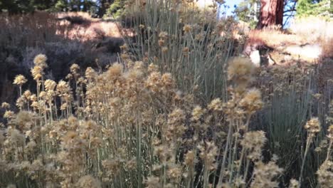 flowers in the desert with panning camera movement to the right