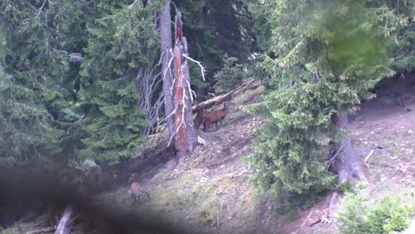 Copulate-deers-during-the-rut-in-Swiss-Nationalpark