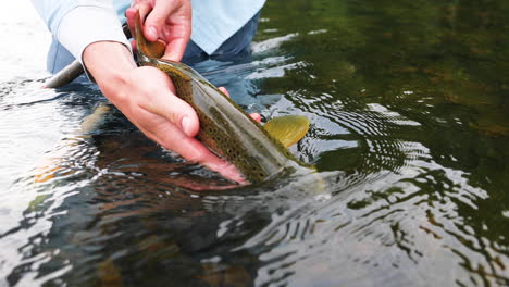 fly fisherman show beautiful brown trout before releasing it in river