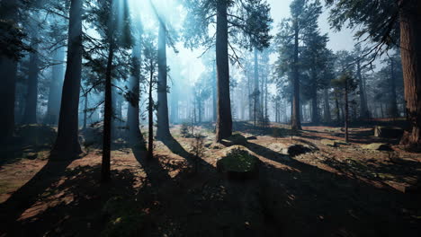 majestic sequoia forest a vast canopy of towering trees dark forest