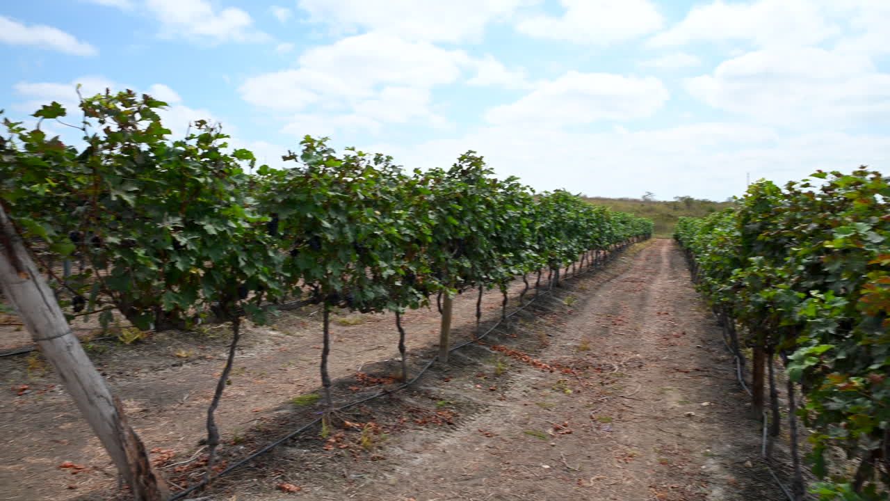 toma panorámica de una plantación en un viñedo ecuatoriano en un día soleado