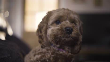 pet owner petting a cute shih tzu dog with purple neck strap sitting on sofa