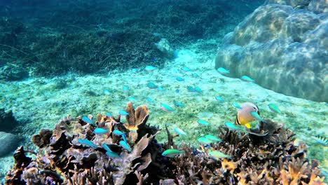 blue reeffish swimming inside coral reef