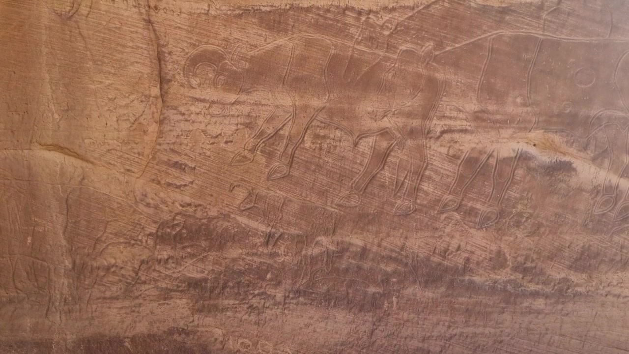 Prehistoric cattle engravings carved into a rock wall near Djanet, Algeria, in the Sahara Desert, preserving evidence of the region’s ancient pastoral culture and a once greener landscape