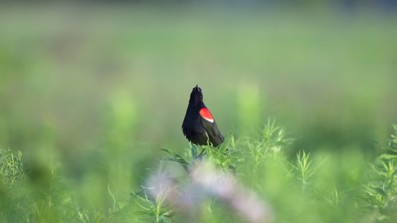 노래 하는  ⁇ 은 날개 를 가진 검은 새 가 열린  ⁇  에서 꽃 을 피우는 잡초 에 앉아 있다