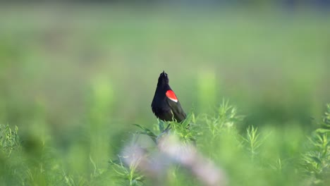 a singing red winged blackbird perched on a flowering weed in an open field