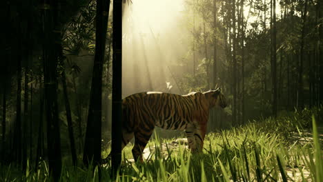 tiger in a sunlit bamboo forest