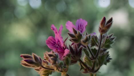 lapso de tiempo de la floración del geranio rosa durante un par de días, filmado en una lente macro sigma de 100 mm