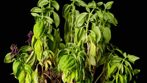 green basil plant withering,lost color of leaves with blackl background