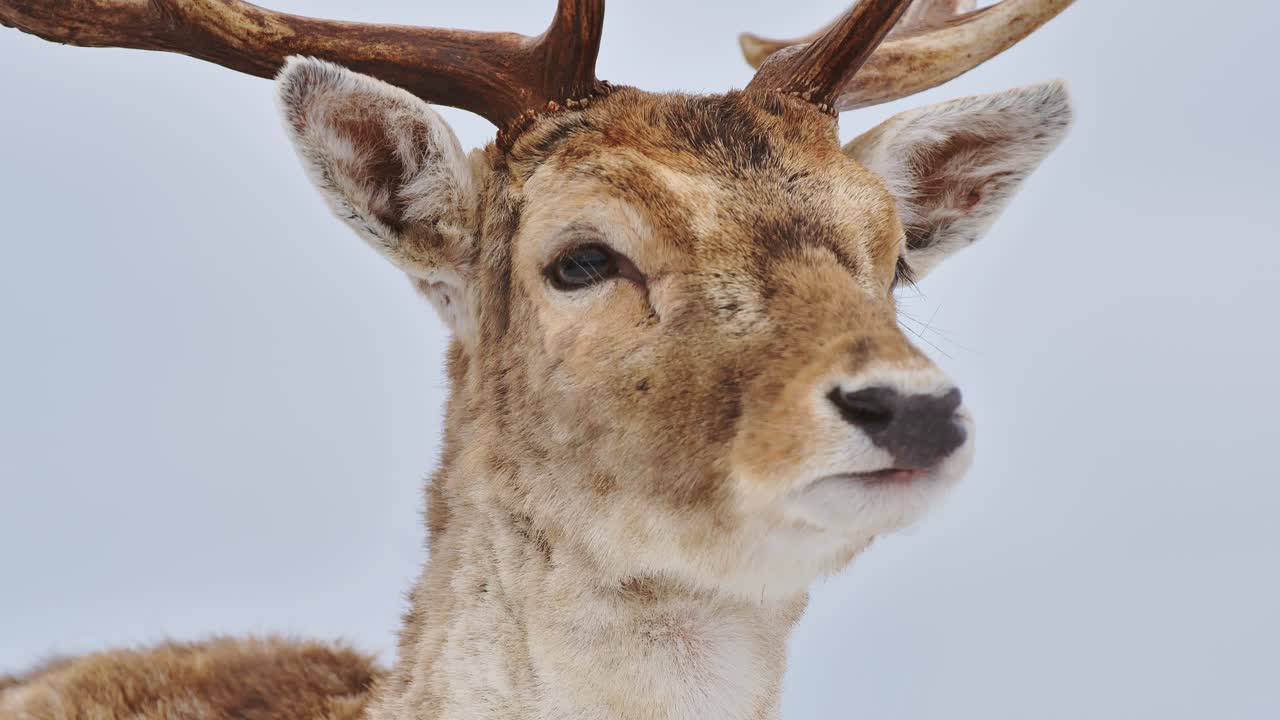 Drowsy winter deer blinks slowly while camera gently zooms in on peaceful moment