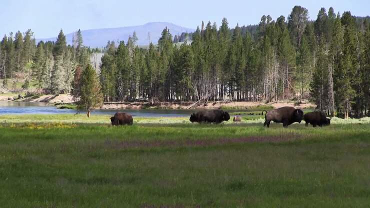 trâu ăn cỏ ở xa trong công viên quốc gia yellowstone