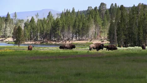 buffalo graze in the distance in yellowstone national park