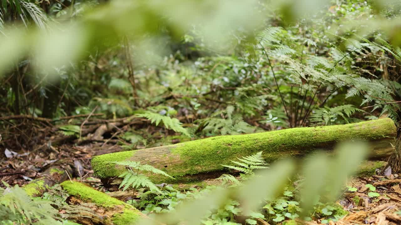 Camera slowly pans across a mossy fallen log surrounded by dense green foliage in a shaded, natural forest environment with soft, diffuse daylight