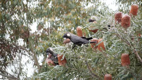 una cacatúa carnaby negra vuela de un árbol en australia