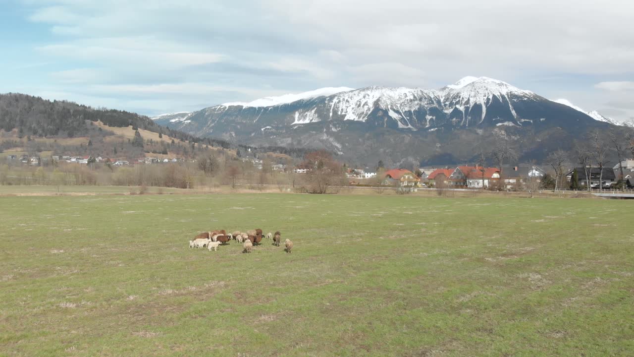 Drone fly over a sheep grazing on the green meadow close to alpine village on the European Alps mountains with snow peaks