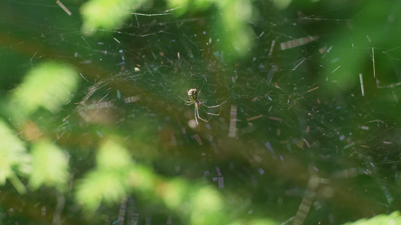 cerca de araña en su web haciendo movimientos con sus patas delanteras