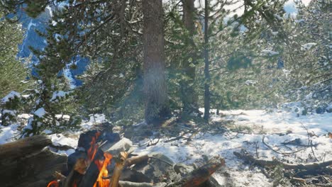 campfire in a rural pine tree temperate forest during winter day