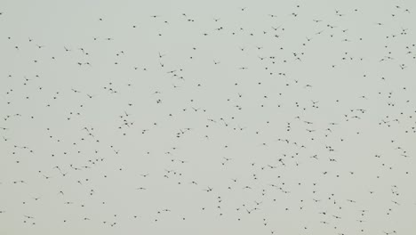 majestuoso paisaje de pájaros lejanos que migran en el cielo de la hora dorada, alejar