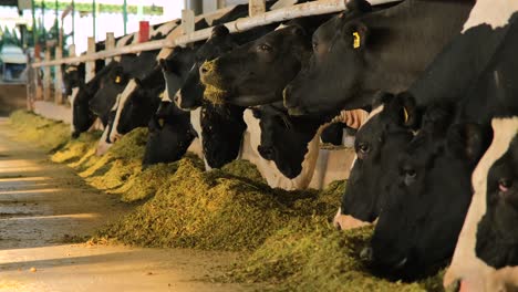 images of cows eating in the barn