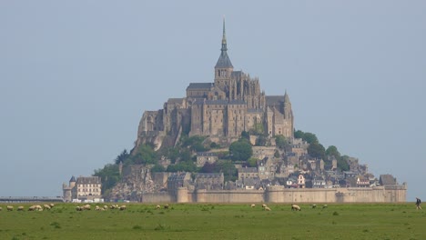 fields of sheep and livestock grazing with mont saint michel monastery in normandy france background