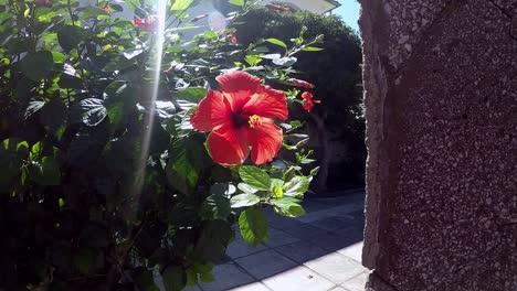 Roter-Hibiskus-Mit-Gelbem-Stempel-Hinter-Einem-Zaun-Im-Sonnenlicht