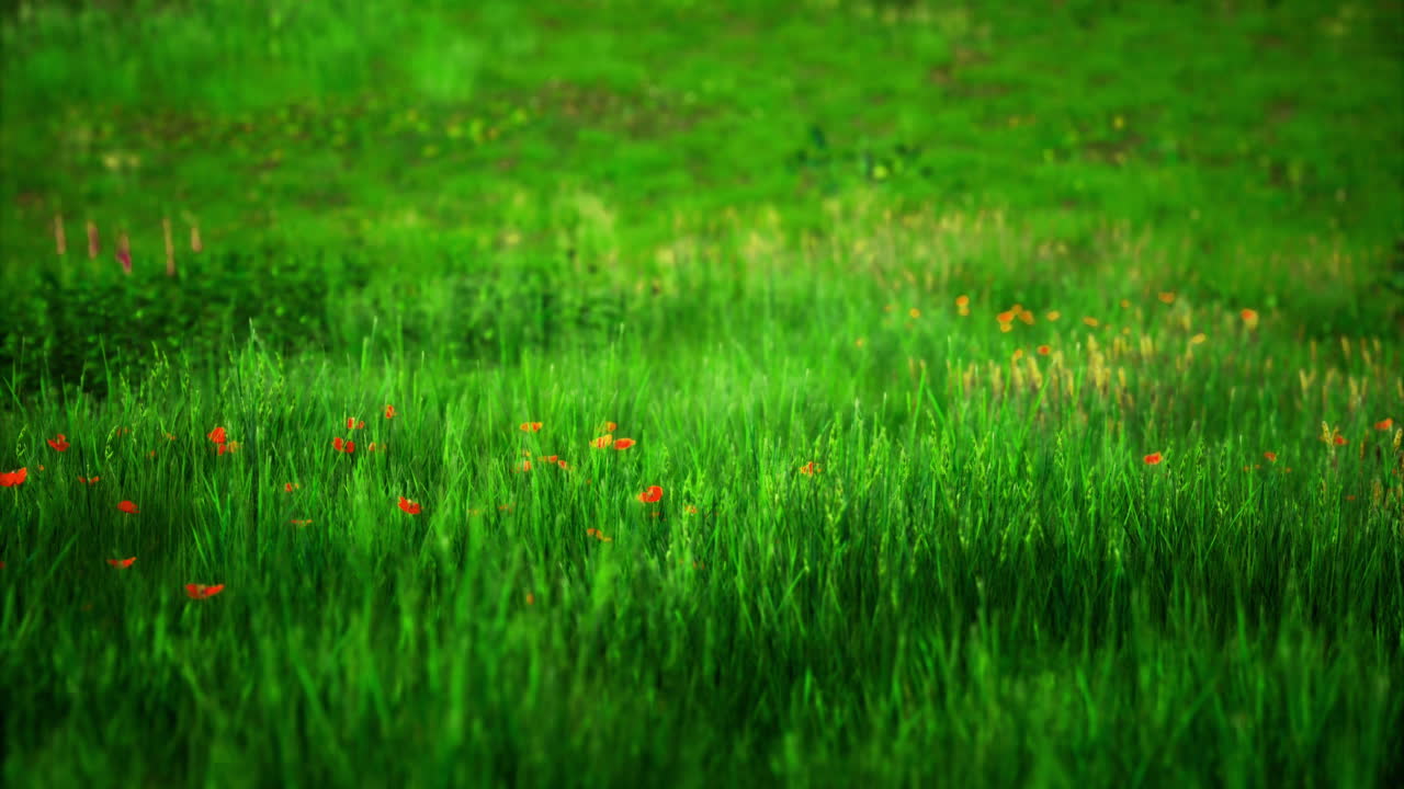 Vibrant green meadow with wildflowers under bright sunlight during spring