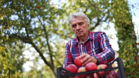 grey-haired male farmer wipes and smells the apple. old man putting apples into the box. low angle view. blurred backdrop.