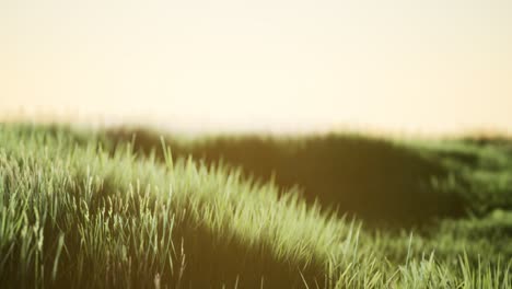 green field at sunrise with blue sky