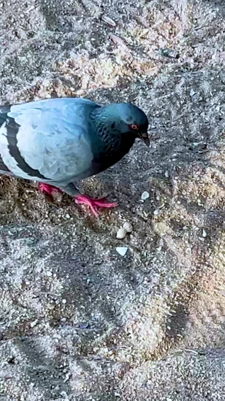 una paloma explora el terreno de la playa de arena