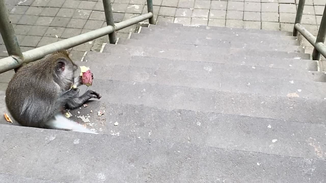 Young Monkey Eating Fruit on a Step in Bali, Indonesia.