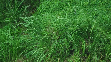 closeup of green textured grass blades blown by wind at day