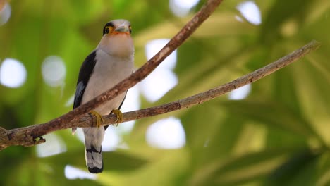 Der-Silberbrust-breitschnabel-Ist-Ein-Berühmter-Vogel-In-Thailand,-Sowohl-Lokal-Als-Auch-International