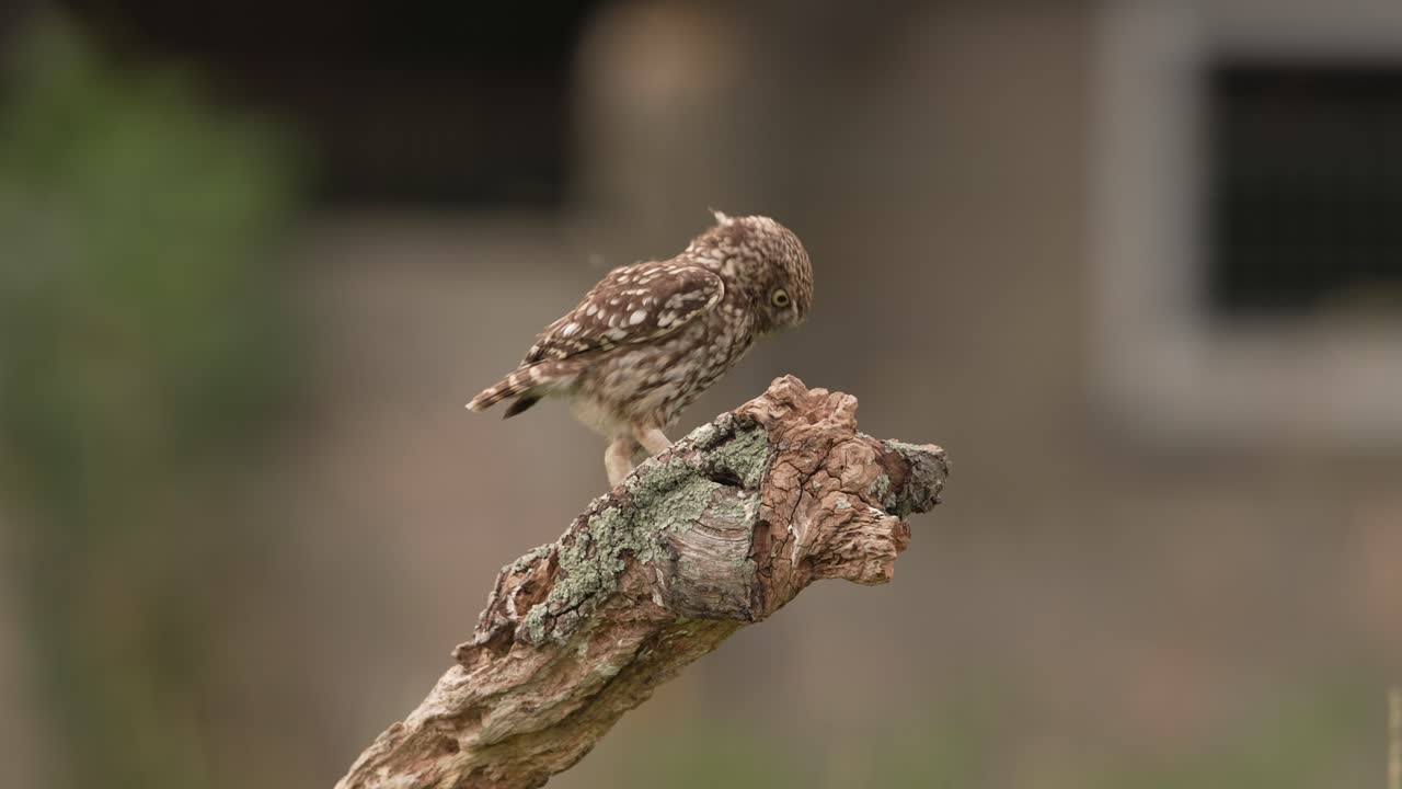 el pequeño búho aterriza en un tronco de madera persiguiendo a otro pájaro, slomo.