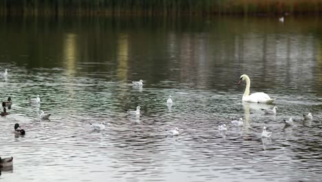 Enten-Und-Schwäne-Schwimmen-Im-Wasser