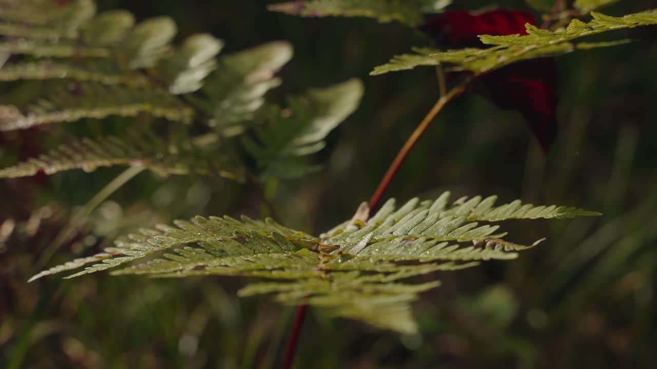 Close-up of green fern leaves in a quiet autumn forest environment, North America, Quebec, Montreal, Canada.