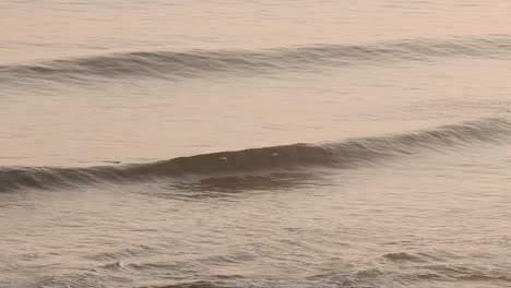 seabirds gliding above waves at point nepean