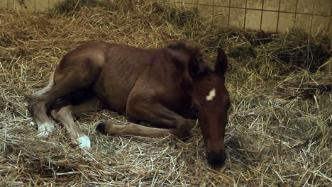 horse foal lying in the straw in the stable