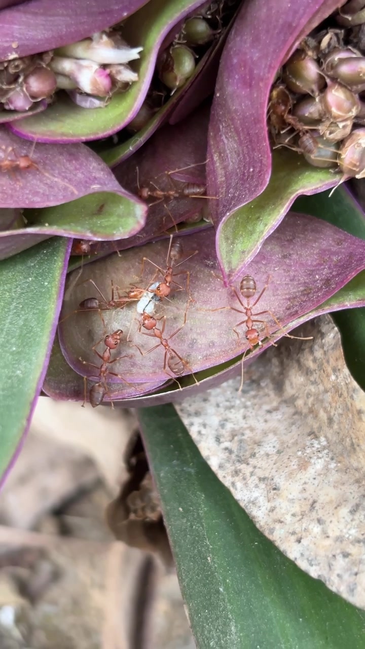 Weaver Ants Carrying Larvae on Purple Plant Leaves