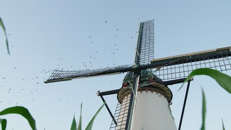 starlings perch in windmill at golden hour