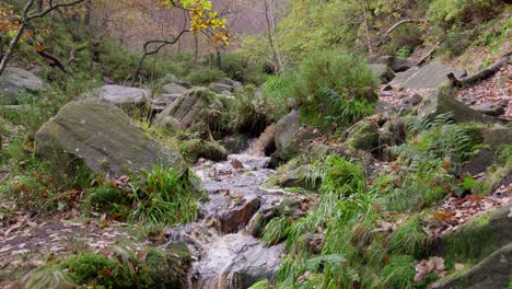 A-calming,-soothing-autumn-and-winter-woodland,-with-a-slow-stream-along-the-riverbank,-golden-oak-trees,-and-bronze-leaves-falling