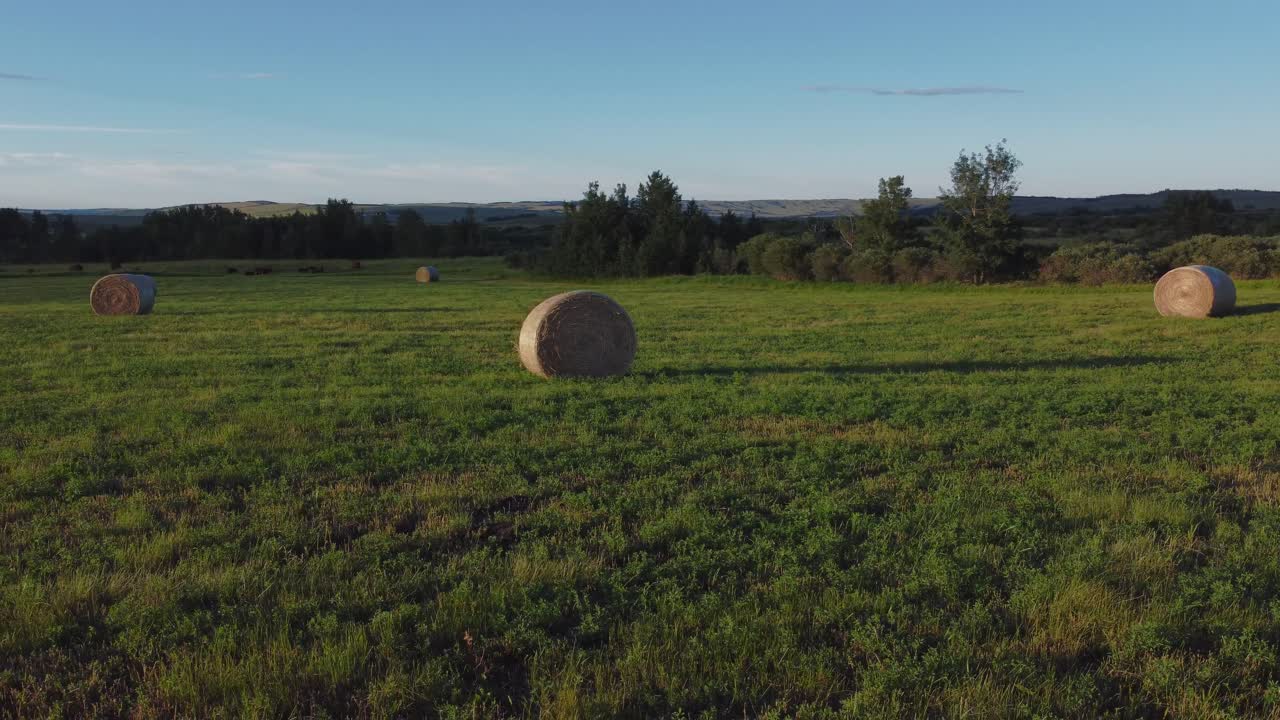 Kanada, Alberta'daki yeşil bir tarlada bulunan balyalar.