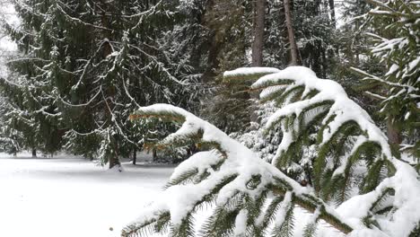 Schnee-Auf-Evergreens