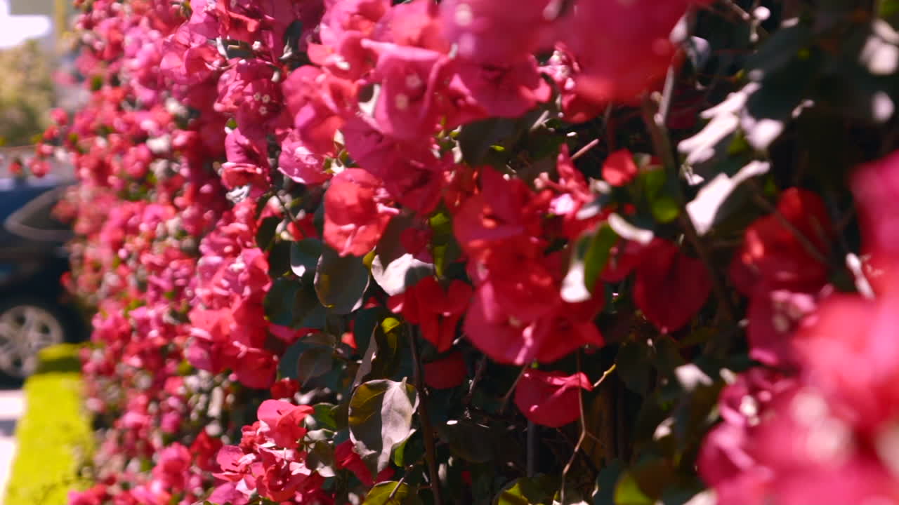 pared de flores de bougainvilla roja en san francisco, california