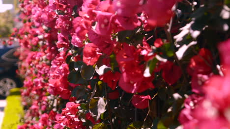 wall of red bougainvilla flowers in san francisco, california